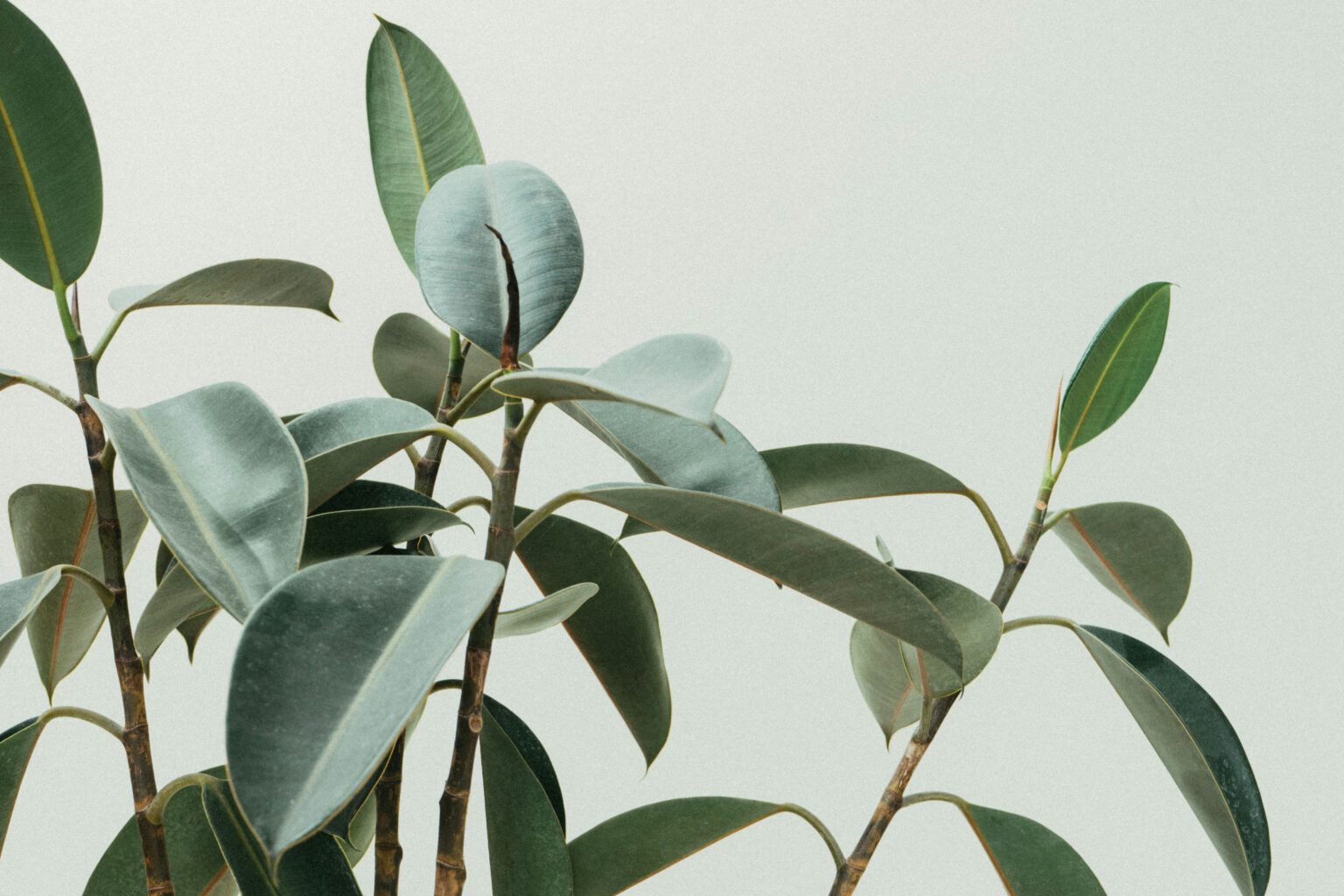 Photo de plante grasse verte